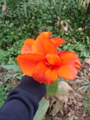 Canna × generalis