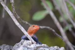 Agama picticauda image
