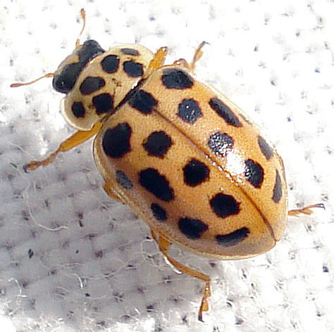 Anisosticta