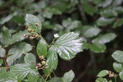 Rubus integribasis
