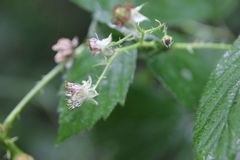Rubus integribasis