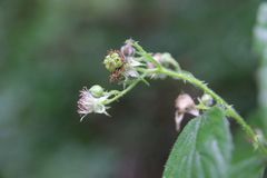Rubus integribasis