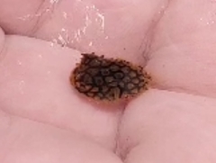 Chilomycterus schoepfii