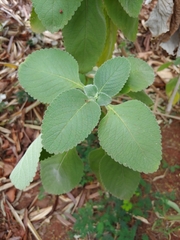 Coleus amboinicus