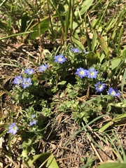 Gentiana squarrosa
