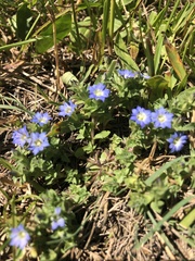 Gentiana squarrosa