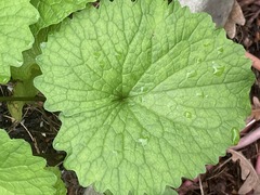 Alliaria petiolata