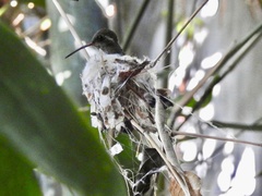 Cynanthus latirostris