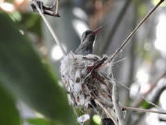 Cynanthus latirostris