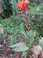 Canna × generalis