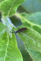 Heterotoma planicornis