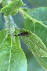 Heterotoma planicornis