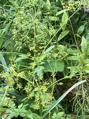 Pastinaca sativa