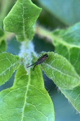 Heterotoma planicornis