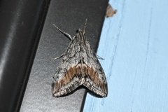 Evergestis subterminalis