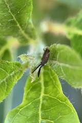 Heterotoma planicornis