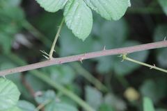 Rubus martrinii