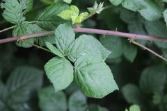 Rubus martrinii