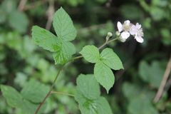 Rubus martrinii