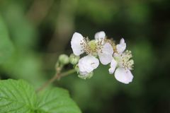 Rubus martrinii