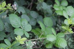 Rubus martrinii