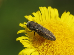 Acmaeoderella adspersula