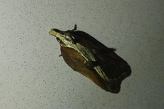 Acleris cristana