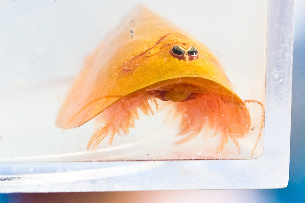 vernal pool tadpole shrimp