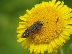 Acmaeoderella adspersula