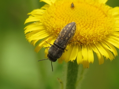 Acmaeoderella adspersula