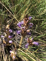 Orobanche coerulescens