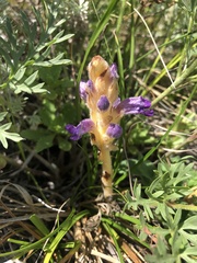 Orobanche coerulescens