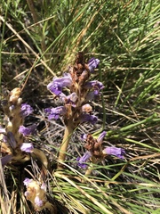 Orobanche coerulescens