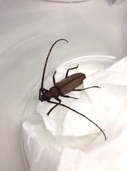 Aegolipton marginale