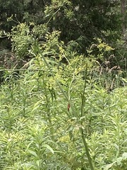 Pastinaca sativa