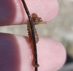 Hippocampus zosterae