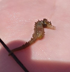 Hippocampus zosterae