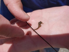 Hippocampus zosterae