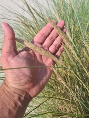 Ammophila arenaria
