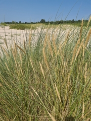 Ammophila arenaria