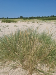 Ammophila arenaria