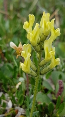 Oxytropis maydelliana