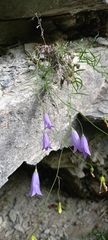 Campanula stenocodon