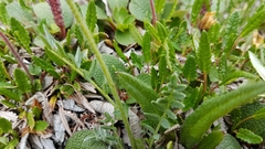 Oxytropis maydelliana
