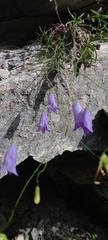 Campanula stenocodon