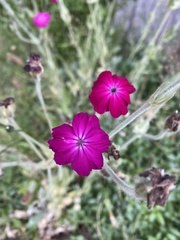 우단동자 (Silene coronaria): 기원과 용도 — 사진 3