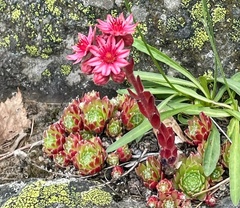 Sempervivum