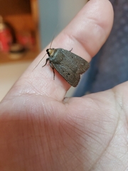 Amphipyra tragopoginis