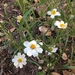 Blackfoot Daisy - Photo (c) Matthew Allen, some rights reserved (CC BY-NC), uploaded by Matthew Allen