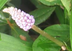 Muscari neglectum